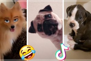 Are These The Cutest Puppies on TikTok?  Funniest Dogs Compilation [2021]