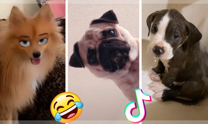 Are These The Cutest Puppies on TikTok?  Funniest Dogs Compilation [2021]