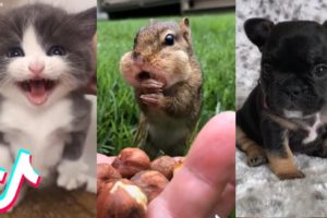 Are These the Cutest Pets on TikTok? ??