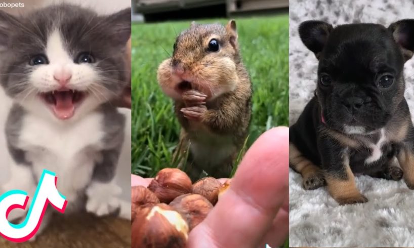 Are These the Cutest Pets on TikTok? ??