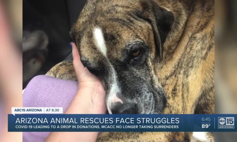 Arizona animal rescues struggling during COVID-19