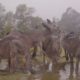 Australian animals celebrate the arrival of rain after Bush fires and drought throughout Summer