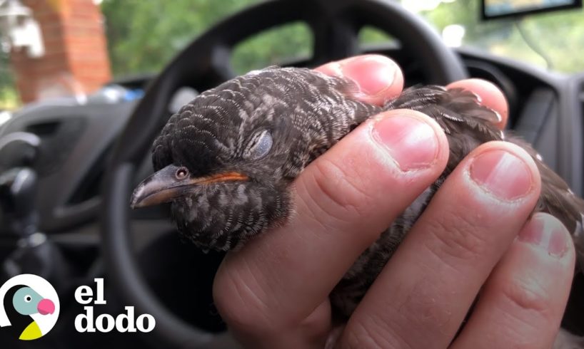 Ave rescatada no emprende su vuelo sin antes decir "gracias" | El Dodo