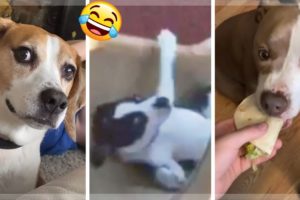 ? Awesome Doggos ? Cutest Puppies ? Funniest Dogs Compilation Video ?