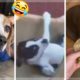 ? Awesome Doggos ? Cutest Puppies ? Funniest Dogs Compilation Video ?