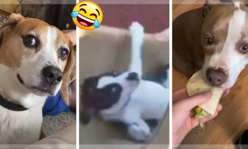 ? Awesome Doggos ? Cutest Puppies ? Funniest Dogs Compilation Video ?