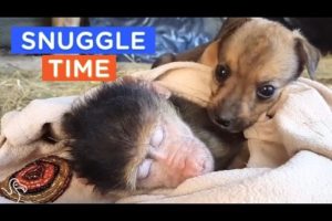 BEST CUDDLE BUDDIES EVER: Snuggling Animals That You Wish You Could Join | The Dodo Daily