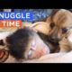 BEST CUDDLE BUDDIES EVER: Snuggling Animals That You Wish You Could Join | The Dodo Daily