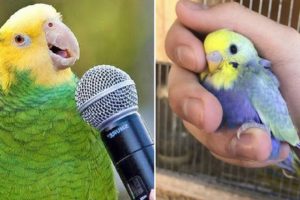 Baby Animals ? Funny Parrots and Cute Birds Compilation (2020) Loros Adorables Recopilación #2