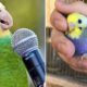 Baby Animals ? Funny Parrots and Cute Birds Compilation (2020) Loros Adorables Recopilación #2