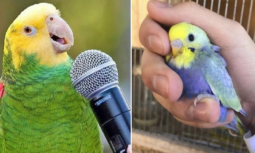 Baby Animals ? Funny Parrots and Cute Birds Compilation (2020) Loros Adorables Recopilación #2