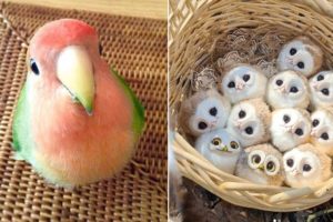 Baby Animals ? Funny Parrots and Cute Birds Compilation (2021) Loros Adorables Recopilación #36