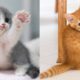 Baby Cats - Cute and Funny Cat Videos Compilation #19 | Aww Animals
