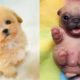 Baby Dogs - Cute and Funny Dog Videos Compilation #24 | Aww Animals