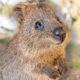 Baby Quokkas are the Cutest Animals in the World [PART 1] ? Best Compilation