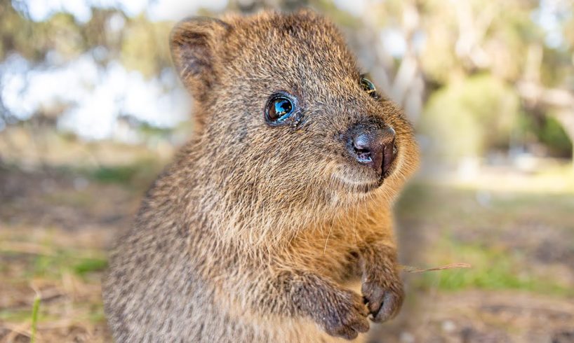 Baby Quokkas are the Cutest Animals in the World [PART 1] ? Best Compilation