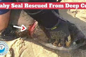 Baby Seal Rescued From Deep Cut