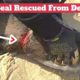 Baby Seal Rescued From Deep Cut