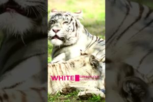 Baby White Tigers playing | White Tigress Mother | Animals