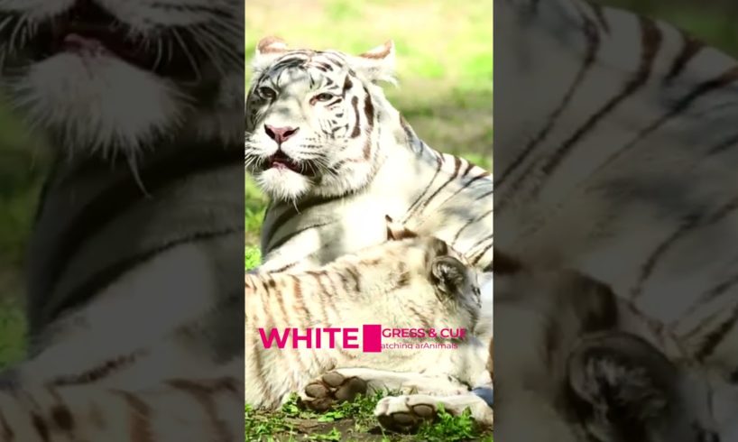 Baby White Tigers playing | White Tigress Mother | Animals