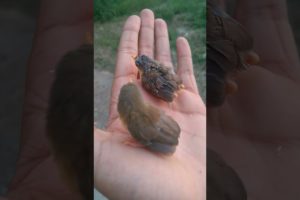 Baby birds surprised by mother nature | Birds playing video | Animals video