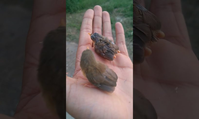 Baby birds surprised by mother nature | Birds playing video | Animals video
