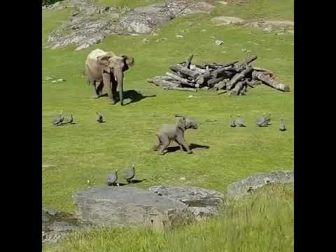 Baby elephant play with ducks | #Animals #short #wildlife