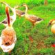 Beautiful Swans Funny Video - The Swans are Playing Together - Animals Around BD