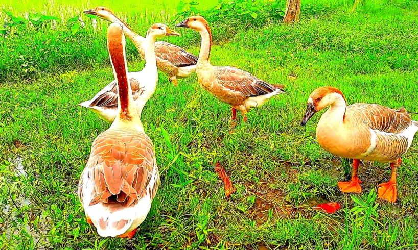 Beautiful Swans Funny Video - The Swans are Playing Together - Animals Around BD