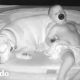 Bebé duerme se baja de su cama para dormir con su perro | El Dodo