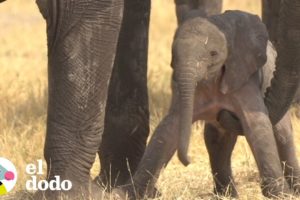Bebé elefante da sus primeros pasos | El Dodo