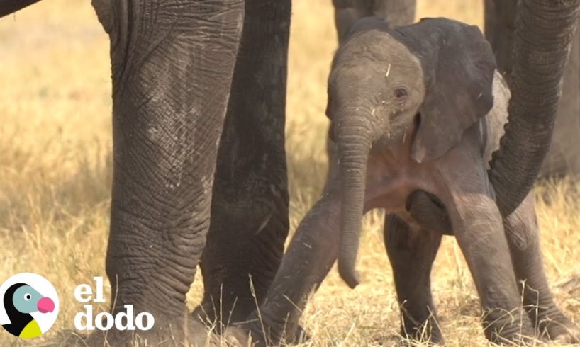 Bebé elefante da sus primeros pasos | El Dodo
