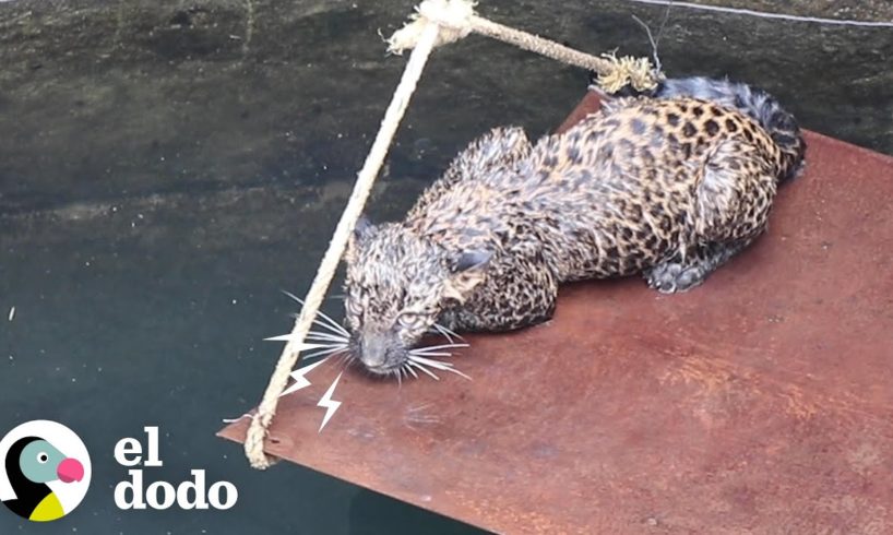 Bebé leopardo queda atrapado en un pozo | El Dodo