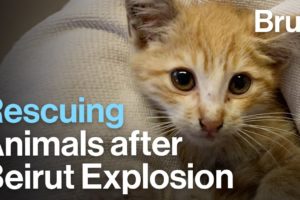 Beirut: Non-Profit Rescues Animals Following the Explosion