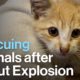 Beirut: Non-Profit Rescues Animals Following the Explosion