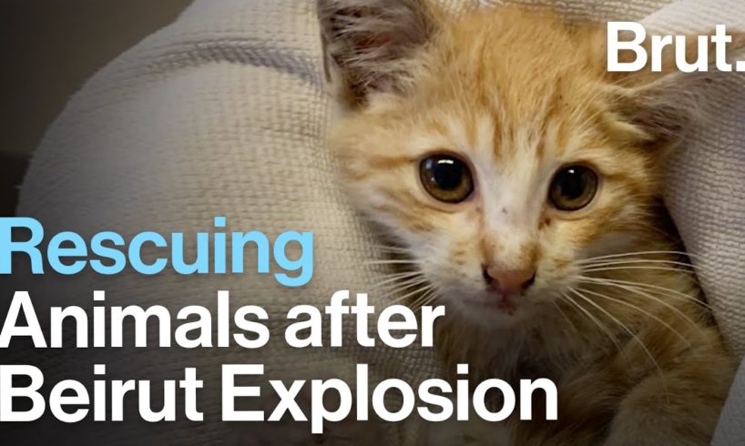 Beirut: Non-Profit Rescues Animals Following the Explosion