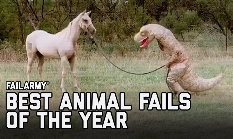 Best Animal Fails of 2020 | FailArmy