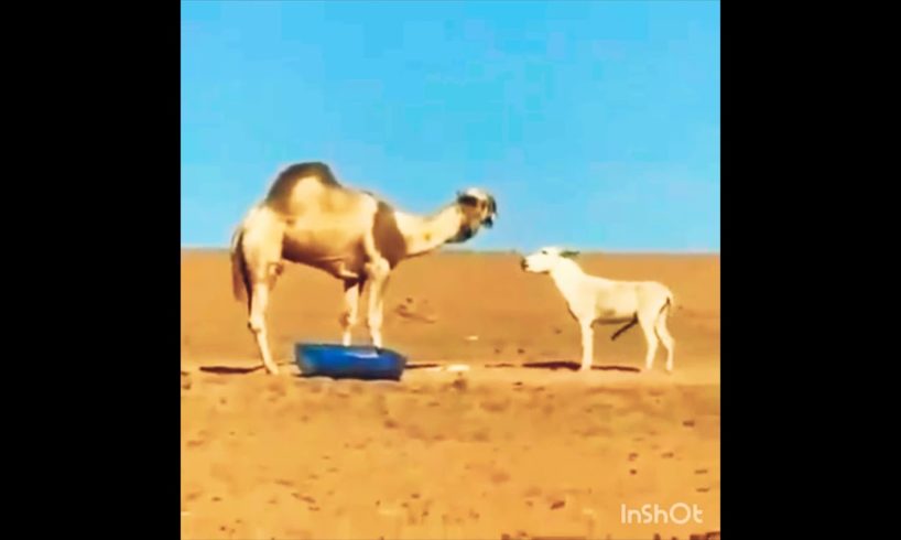 Best Animal fighting camel and donkey