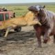 Best Moment Of Top Animal War 2020 - Discover Wild Animals