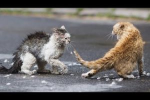 Best of cats fight Compilation 2021 | Animal fighting | D Weather,