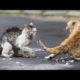 Best of cats fight Compilation 2021 | Animal fighting | D Weather,