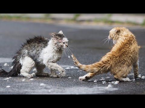 Best of cats fight Compilation 2021 | Animal fighting | D Weather,