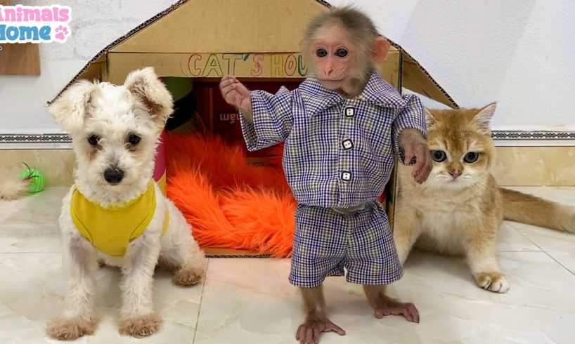 BiBi monkey has fun playing with puppy and cats