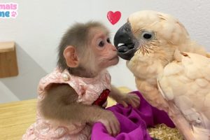 BiBi monkey helps dad take care of baby parrot
