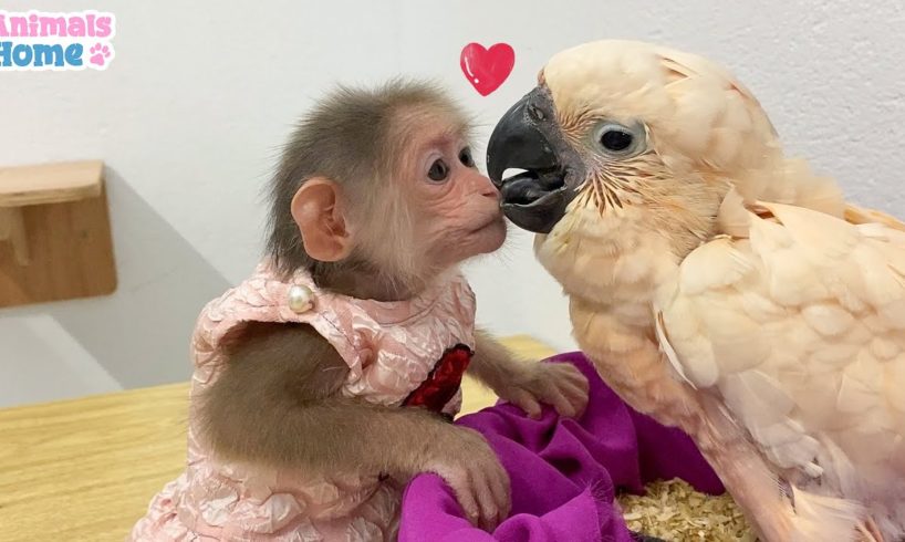 BiBi monkey helps dad take care of baby parrot