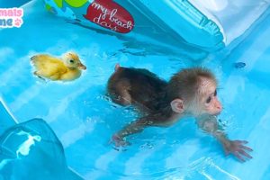 BiBi takes the duckling to swim