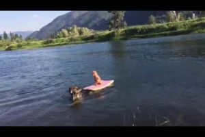 Big Dog Rescues Little Dog From Floating Away On The Lake