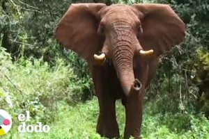 Biólogo puede hablar con este elefante | El Dodo