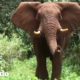 Biólogo puede hablar con este elefante | El Dodo