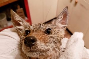 Botanist Rescues Abandoned Coyote Pup
